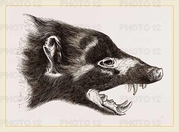Head of Skunk
