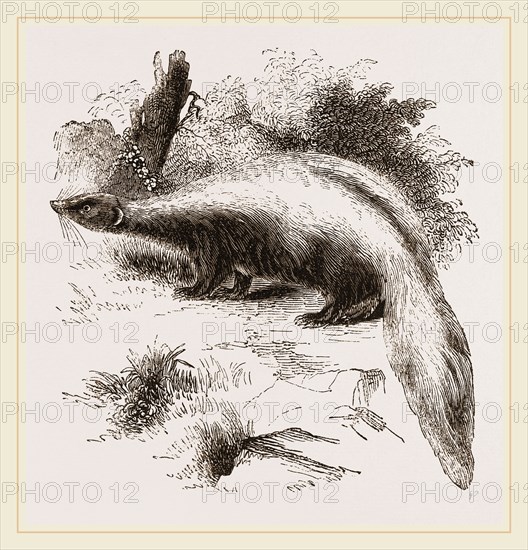 Skunk