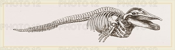 Skeleton of Rorqual