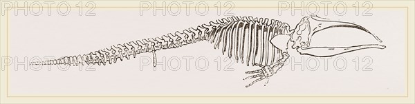 Skeleton of Greenland Whale