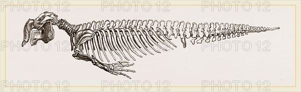 Skeleton of Dugong