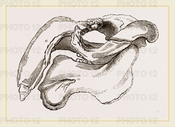 Skull of Dugong