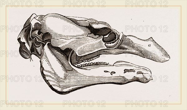 Skull of Manatee