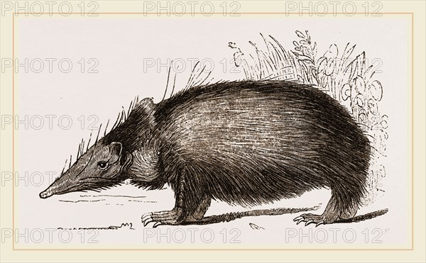 Tenrec