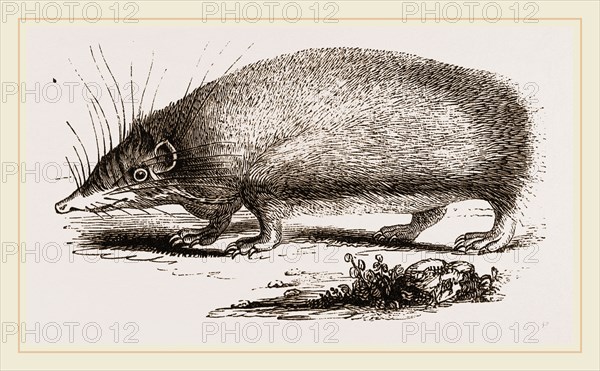 Spiny Tenrec
