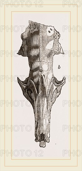 Skull of Solenodon