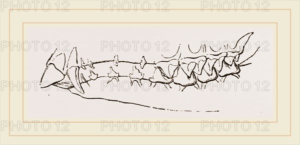 Teeth of Star nosed Mole