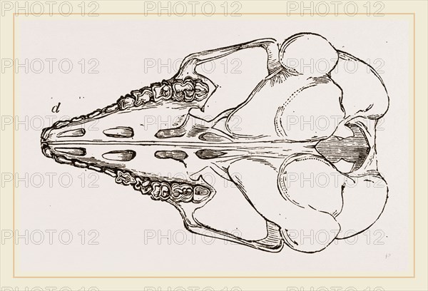 Skull of Cape Elephant-Shrew