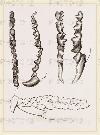 Teeth of Shrew