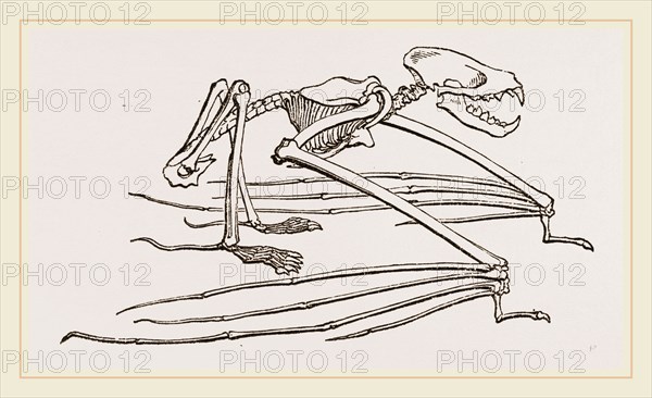 Skeleton of Vampire