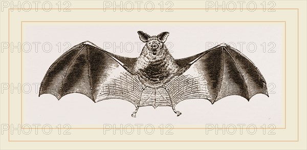 Splendid Horseshoe-Bat