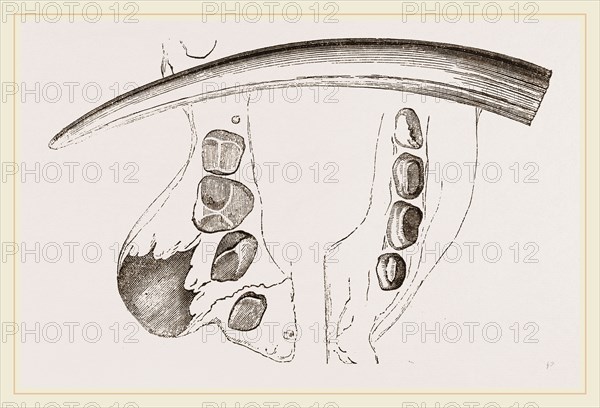 Molars and Tusk orWalrus