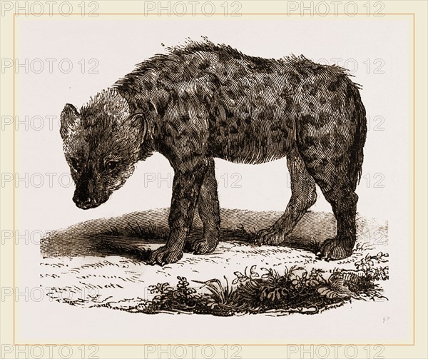 Spotted Hyena