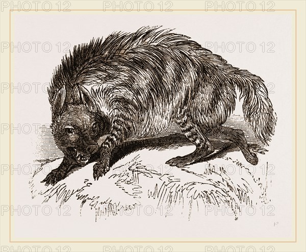 Striped Hyena