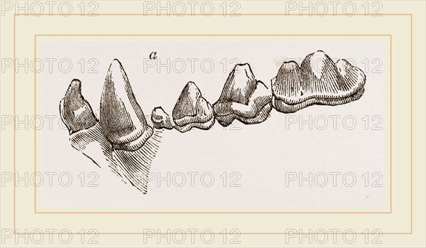 Teeth of Hyena