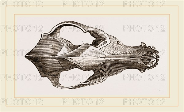Skull of Jackal