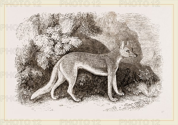 Syrian Wolf