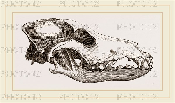 Skull of Canadian Wolf
