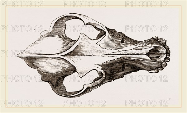 Skull of Canadian Wolf