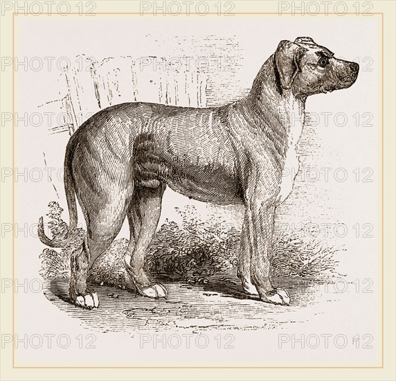 Cuban Blood-hound