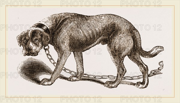 Mastiff