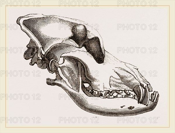 Skull of a Mastiff dog