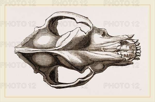 Skull of a Mastiff dog