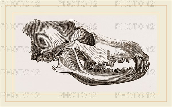 Skull of Dingo