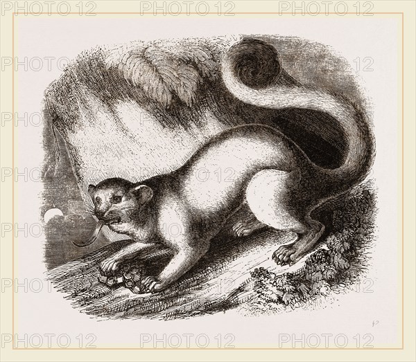 Kinkajou