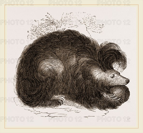 Sloth-Bear