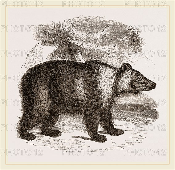 Siberian Bear