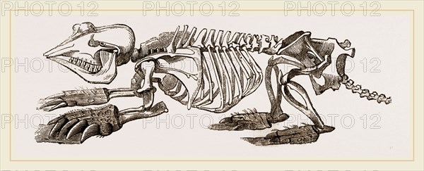 Skeleton of Pichiciago