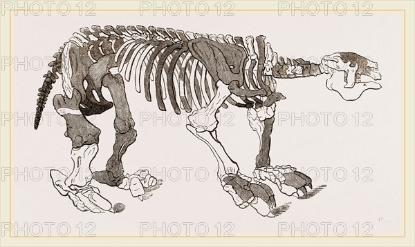 Skeleton of Megatherium