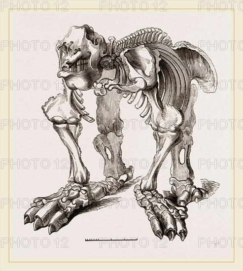 Skeleton of Megatherium