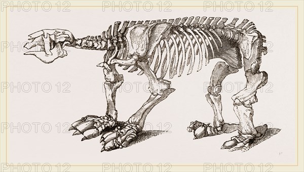 Skeleton of Megatherium