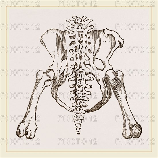 Pelvis of Sloth