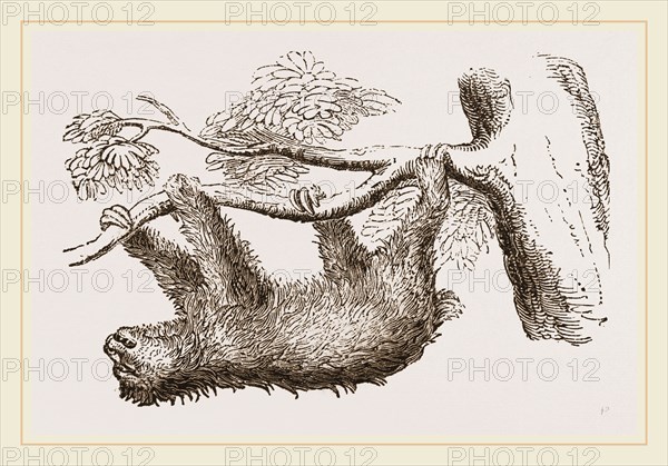 Sloth