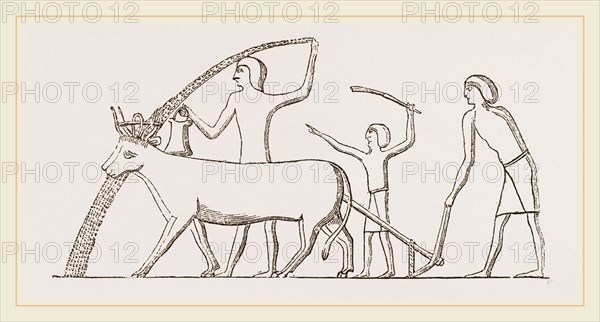 Ancient Egyptian Ploughing, Egypt