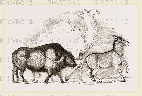 Syrian Ox Camel and Wild Ass