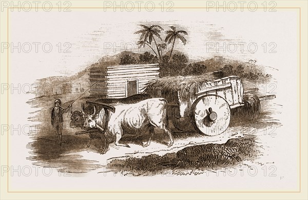 Syrian Cart