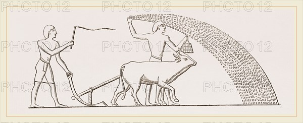 Ancient Egyptian Ploughing Egypt