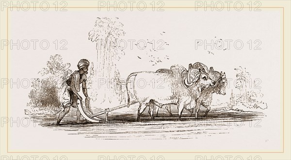 Modern Egyptian Ploughing Egypt