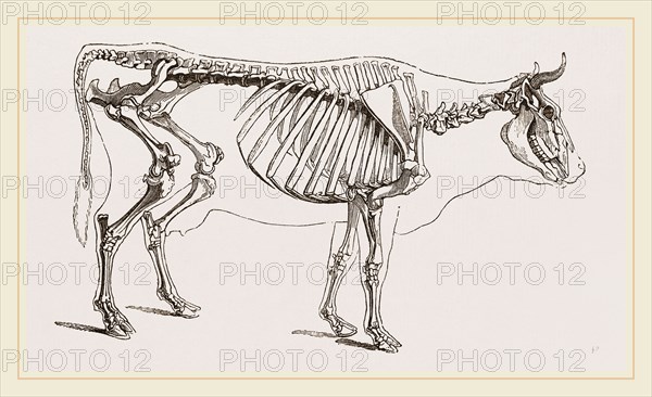 Skeleton of Cow