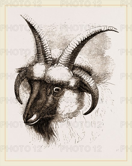 Head of Four-horned Ram