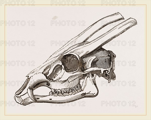 Skull of Muntjak