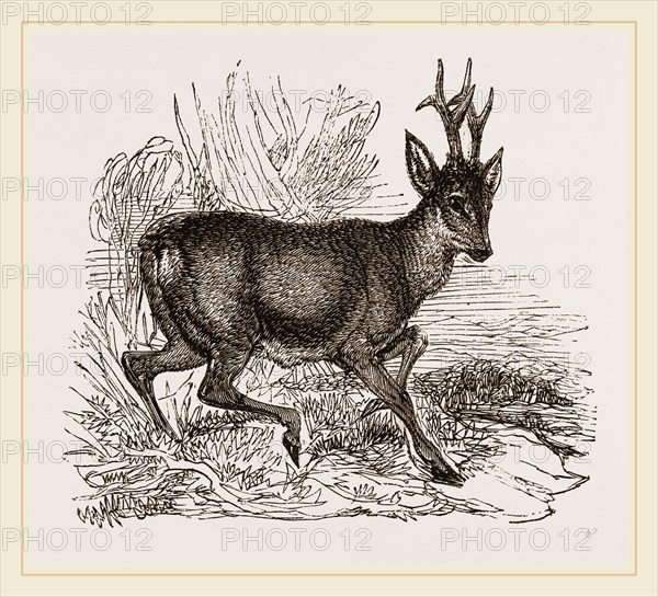 Roebuck