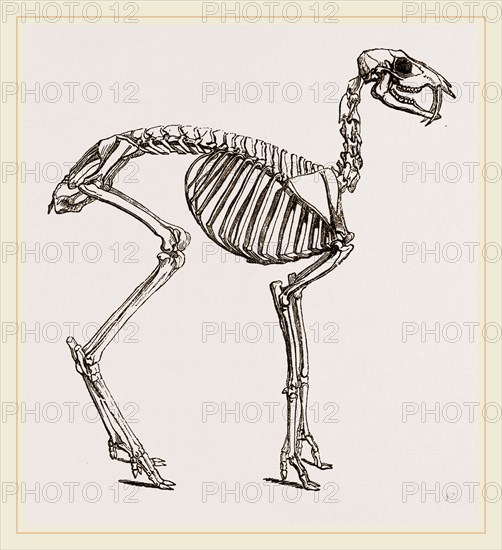 Skeleton of Musk-Deer