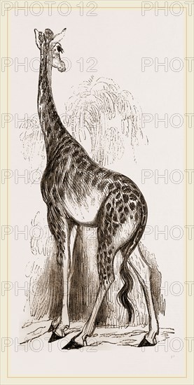 Giraffe