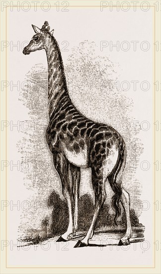 Giraffe