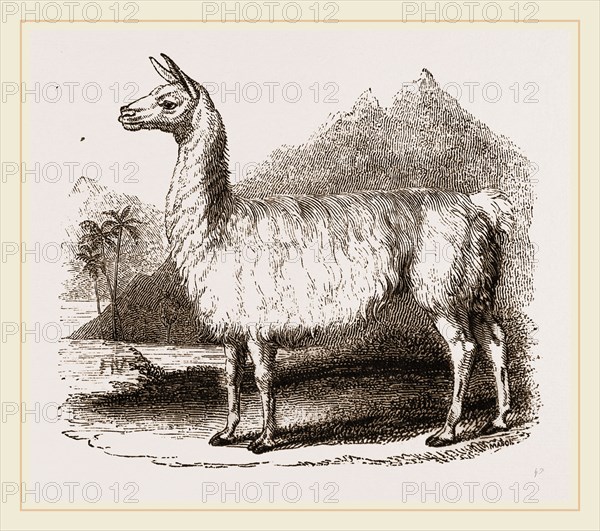 White Llama